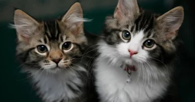 U kujdes për 300 mace, kanadezi mbetet pa para: Kostoja për mua është e pamundur