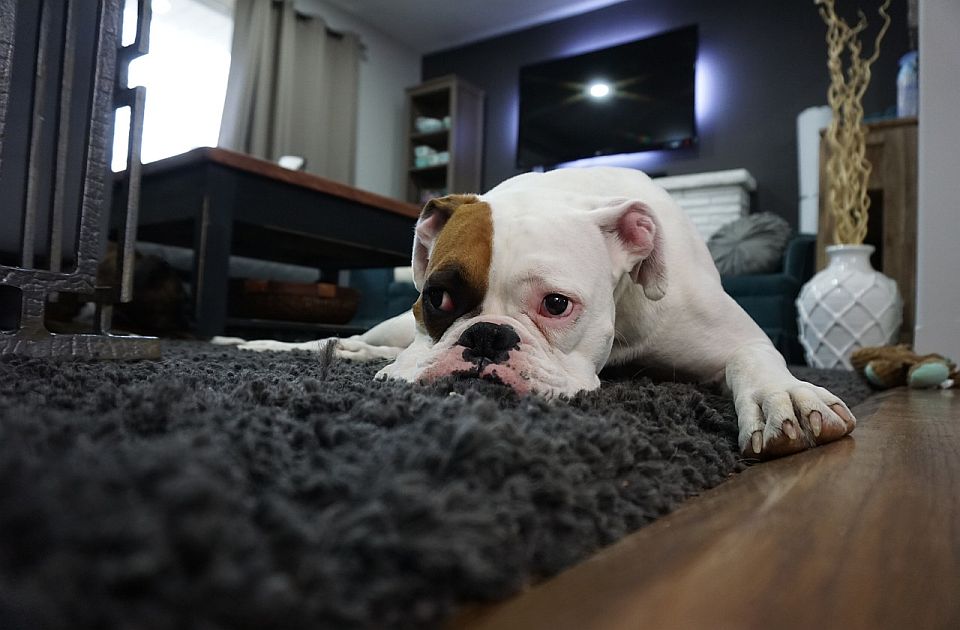 Ish-bashkëshorti në Spanjë duhet të paguajë ushqimin për qenin pas divorcit