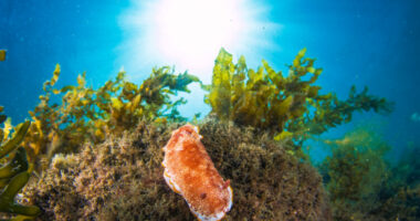 Një specie e re kërmilli deti është zbuluar në ujërat e Britanisë së Madhe