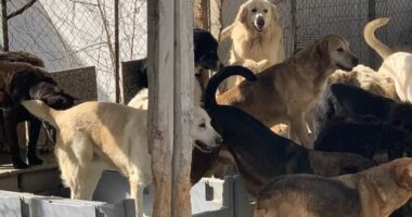 U akuzua se strehoi në shtëpi 94 qen në kushte të papërshtatshme, shpallet e pafajshme 52-vjeçarja