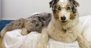 Skanimet e trurit zbulojnë se qentë e dinë se cilat fjalë qëndrojnë për objekte të caktuara