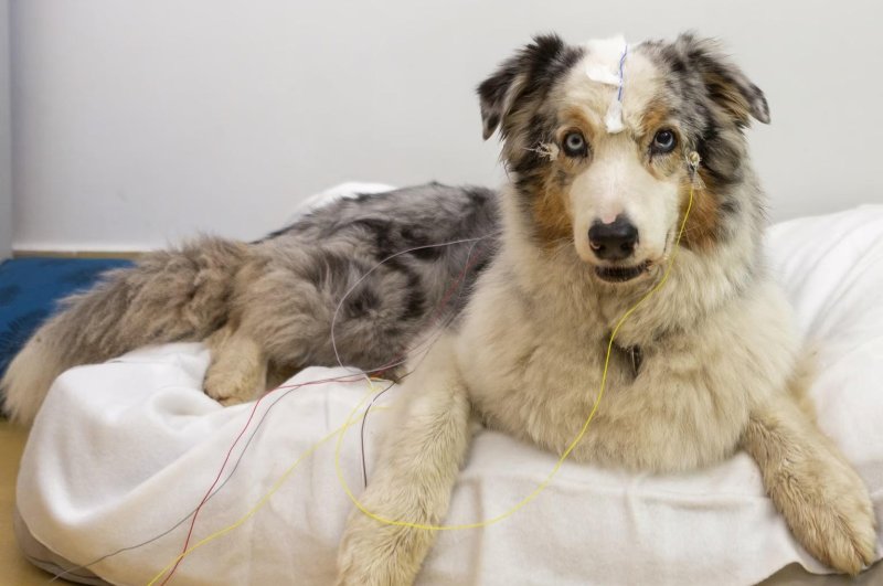 Skanimet e trurit zbulojnë se qentë e dinë se cilat fjalë qëndrojnë për objekte të caktuara