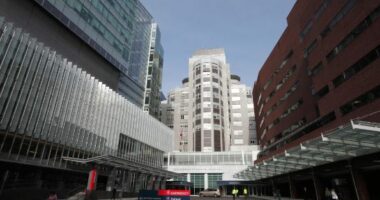 Ndodh për herë të parë/ SHBA, veshka e derrit të modifikuar gjenetikisht transplantohet te njeriu