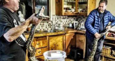 Mendoi se ishte hajduti, e moshuara gjen pitonin 5 metra në shtëpi