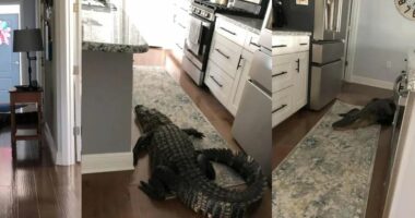 Vizitor i paftuar në Florida/ Gruaja gjen një aligator në kuzhinë