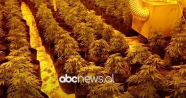 Operacioni antidrogë/ Shoqërohet vëllai i deputetit të PS në Lezhë