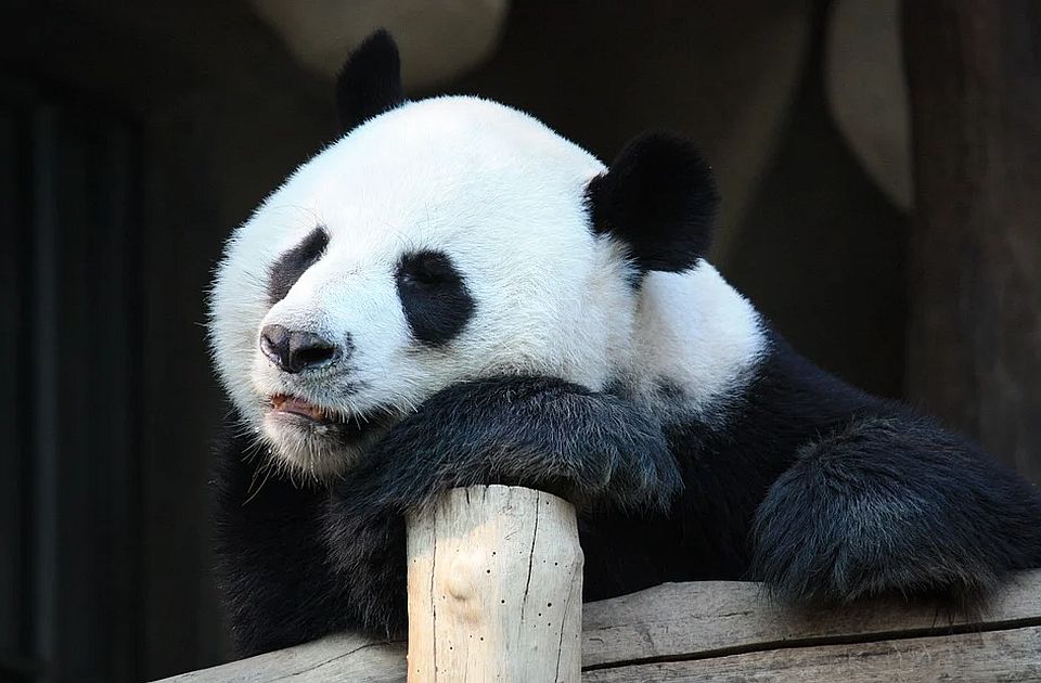 Panda gjigante më e vjetër në Japoni ka vdekur para kthimit të planifikuar në Kinë