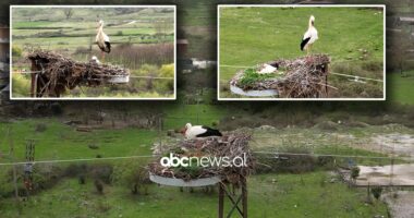 Rikthehen “mysafirët” e veçantë/ Çifti lejlekëve shtegton nga Afrika në Gjirokastër
