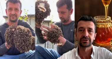 Pasioni për bletët nisi nga një dhuratë, sot shqiptari ka 26 koshere në Itali: Kam prodhuar një kuintal e gjysmë mjaltë