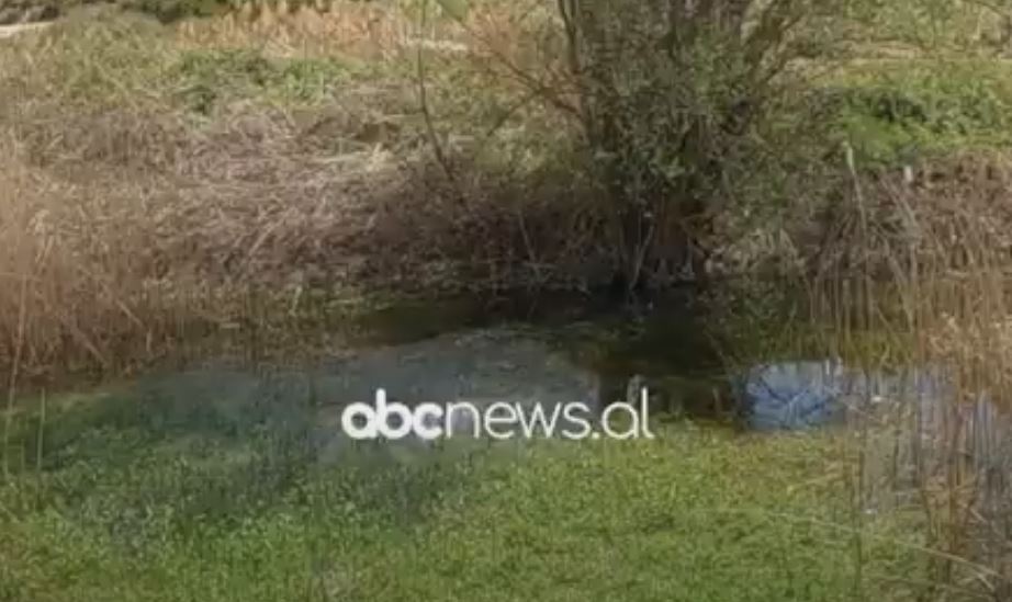 Peshkatarët që u kthyen në bujq/ Prespa e vogël e mbuluar nga kallamishtet, banorët: Nuk ka më peshq, as shpendë