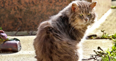 Macet janë simboli i Pallatit Kombëtar në Meksikë/ Shteti duhet t’i ushqejë dhe të kujdeset për to