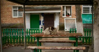 Jeta në Çernobil, 38 vite pas fatkeqësisë bërthamore