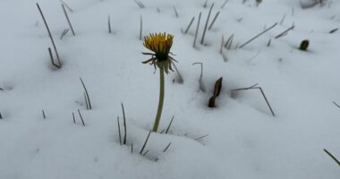 VIDEO/ “Dimër” në Kukës, dëbora zbardh zonat malore