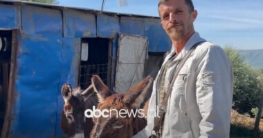 Në fermën e gomaricave në Sarandë/ Pëllumb Çako: Qumështi i gomaricës kuron disa probleme shëndetësore