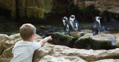 Më shumë se 200 kafshë ngordhën nga zjarri në një kopsht zoologjik në Krime