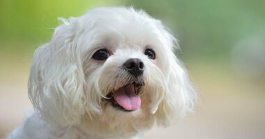 Kushdo që braktis një kafshë shkon në burg, Kroacia vendos ligjin