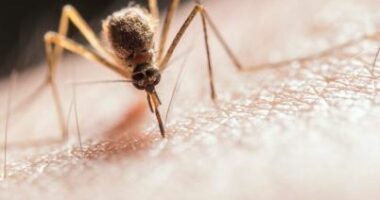 Mushkonja e malaries rishfaqet në Itali pas 50 vitesh