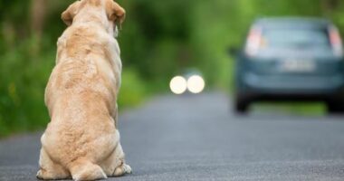 Italia miraton ligjin, gjobë ose burg kush braktis kafshët