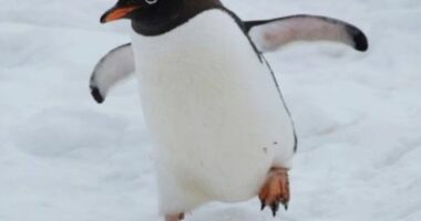 Alarm në Antarktidë, gjenden qindra pinguinë të ngordhur