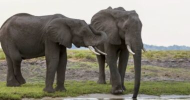 Mosmarrëveshje politike, Botsvana do të dërgojë 20,000 elefantë në Gjermani