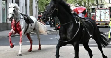 VIDEO/ U “arratisën” nga stërvitja ushtarake, 5 të plagosur nga kuajt në Londër