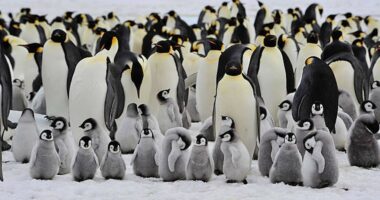 Pinguinët “perandorë” të Antarktidës janë në rrezik zhdukje për shkak të ndryshimeve klimatike