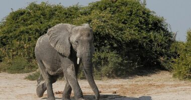 E kërcënoi se do i dërgonte 20 mijë elefantë, Gjermania i përgjigjet presidentit të Botsvanës