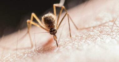 Mushkonjat kërcënojnë Europën, dhjetëfishohen rastet e etheve të Dengës