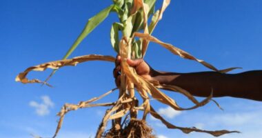 Zimbabve shpall gjendje të jashtëzakonshme për shkak të thatësirës, ​​miliona njerëz të uritur