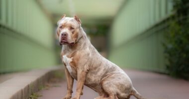 Dy qen “XL American Bully” sulmojnë pronaren e tyre për vdekje