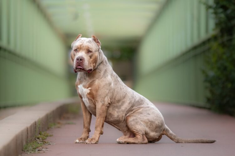 Dy qen “XL American Bully” sulmojnë pronaren e tyre për vdekje