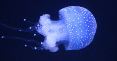 Shkencëtarët zbulojnë se cilat krijesa mësuan për herë të parë të shkëlqejnë në Tokë