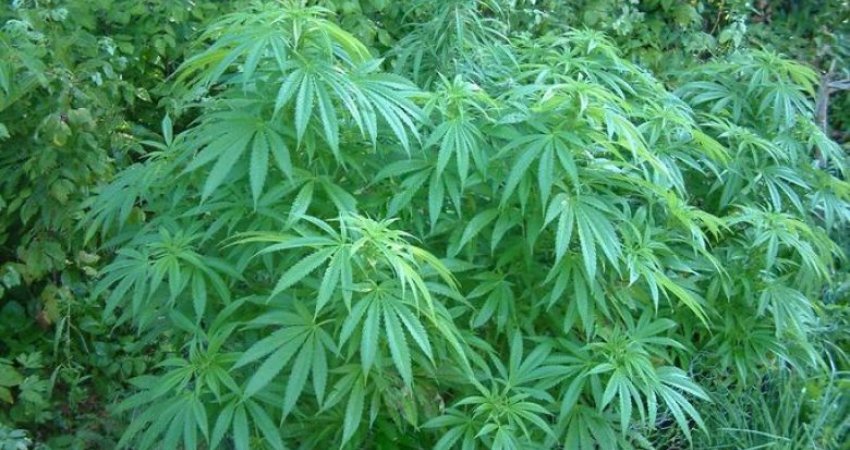 Asgjësohen rreth 2 mijë bimë kanabis/ Procedohet kryetari i fshatit, ndalohet 37-vjeçari