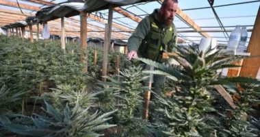 Ndryshim historik në SHBA, marijuana do të riklasifikohet si “drogë më pak e rrezikshme”