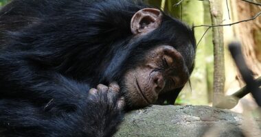 Një shimpanze në një kopsht zoologjik spanjoll nuk është ndarë nga këlyshi i saj i ngordhur për tre muaj