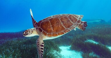 Eksploroni botën e breshkave në Ditën Botërore të Breshkave të Detit