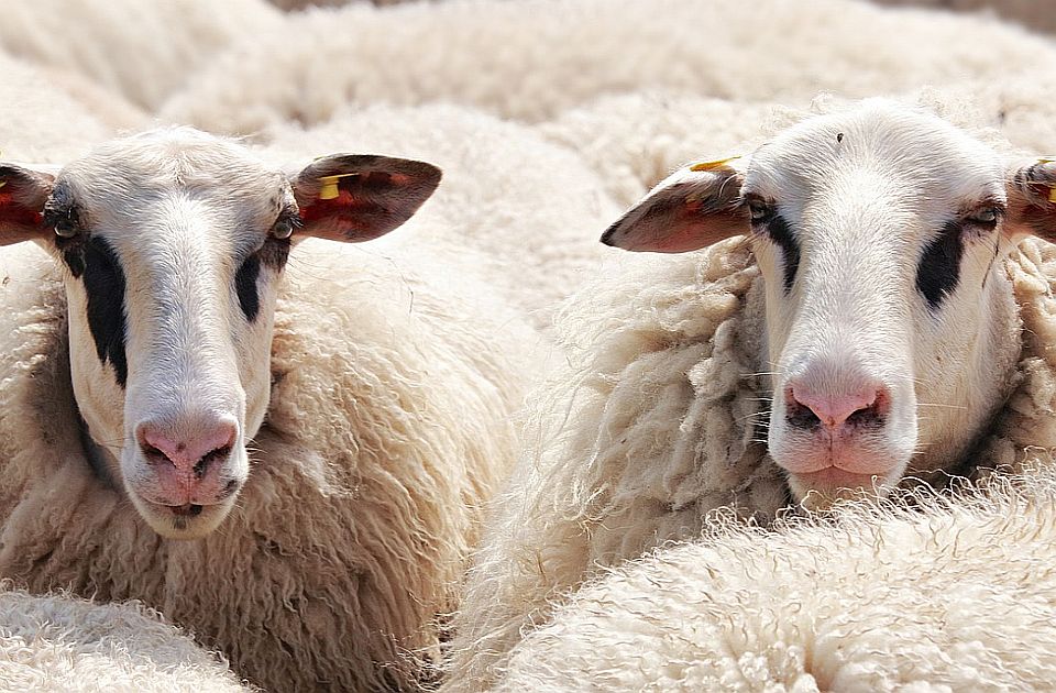 Prindërit regjistruan katër dele në shkollë për të parandaluar mbylljen e saj