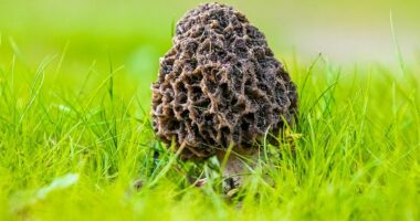 Gjendet kërpudha me peshë rreth 13 kilogramë në Turqi