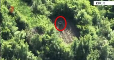 Kultivuan dy parcela me drogë në Krujë, arrestohen dy persona