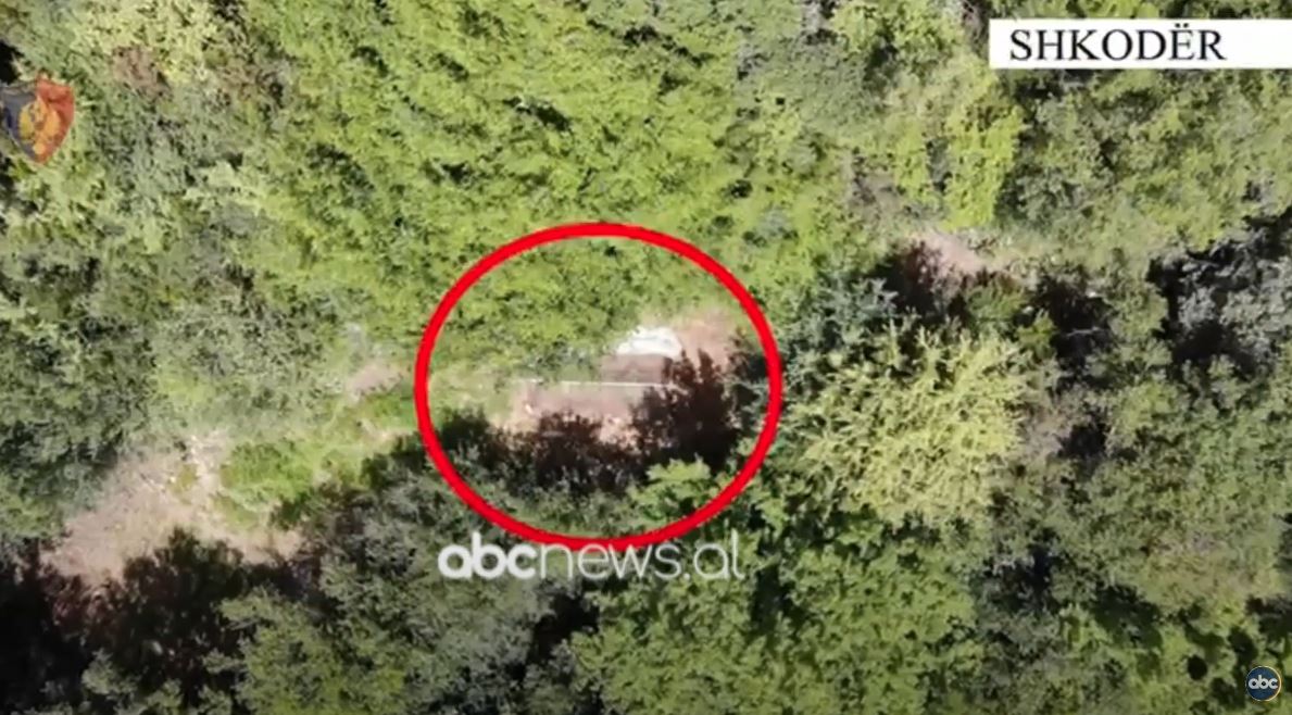 Shkodër, gjenden 236 fidanë kanabisi në pyll, arrestohet një 29-vjeçar