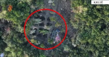 VIDEO/ Kultivonin kanabis, arrestohen babë e bir në Krujë