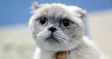 E rrallë në Turqi/ Macja bën operacion plastik në hundë