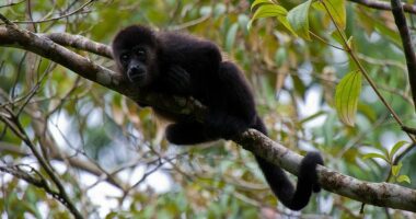 Në Meksikë është aq nxehtë sa majmunët po bien të ngordhur nga pemët