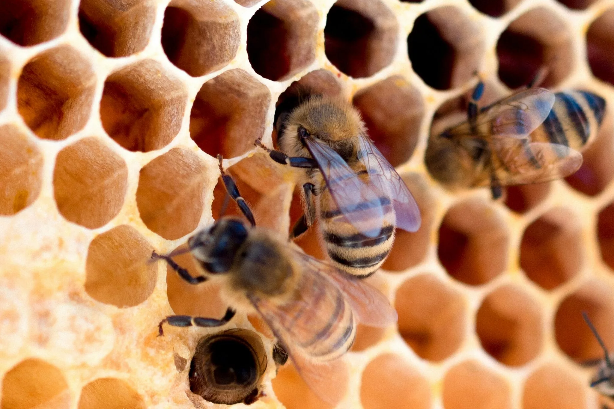 Dita Botërore e Bletës, çfarë i bën të veçanta