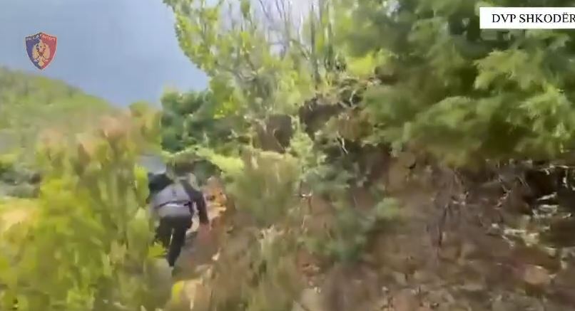 Asgjësohen mbi 11 mijë bimë kanabisi/ Policia aksione me dronë, “pastrohet” nga droga qarku Shkodër