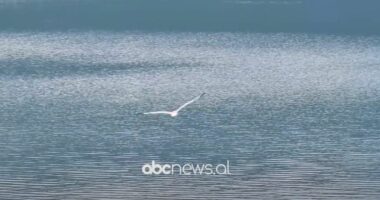 “Zhduket” pelikani kaçurrel/ Specialistët në Pogradec: Shkak, gripi i shpendëve