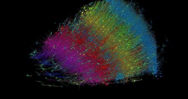 Studiuesit krijojnë rindërtimin më të madh 3D të një pjese të trurit