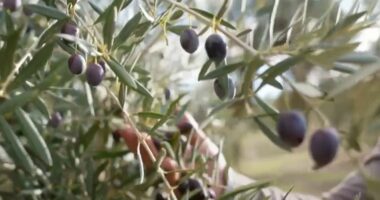 “Zhdukja” e vajit të ullirit/ Ulet në mënyrë drastike prodhimi në shkallë botërore