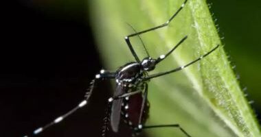 Ethet e Nilit Perëndimor/ Katër të vdekur dhe 48 të infektuar në Izrael