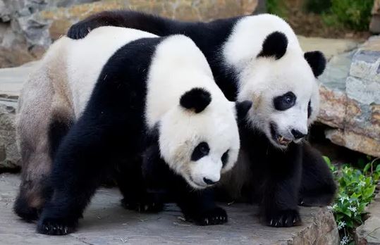 Kina i bën dhuratën simbolike Australisë, dy panda në shenje paqeje